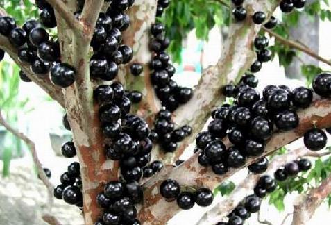 狐妖小红娘手游涂山容容装备搭配 S级涂山容容怎么样-beat365官网(图1) beat·365