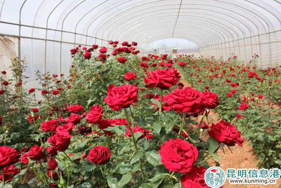 beat365亚洲体育官方网站_
为啥足球运发动许多长发的 NBA球星却很少?说出来别不信(图9) beat365官网