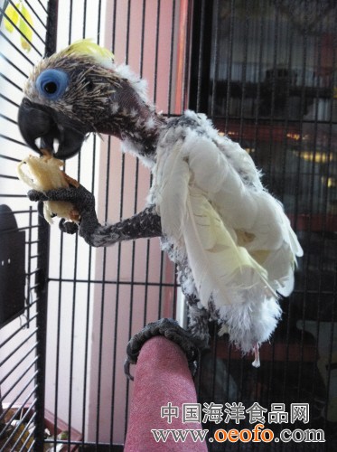 小鹏汽车夏珩：AI能力是新能源汽车的新高地|beat365官网